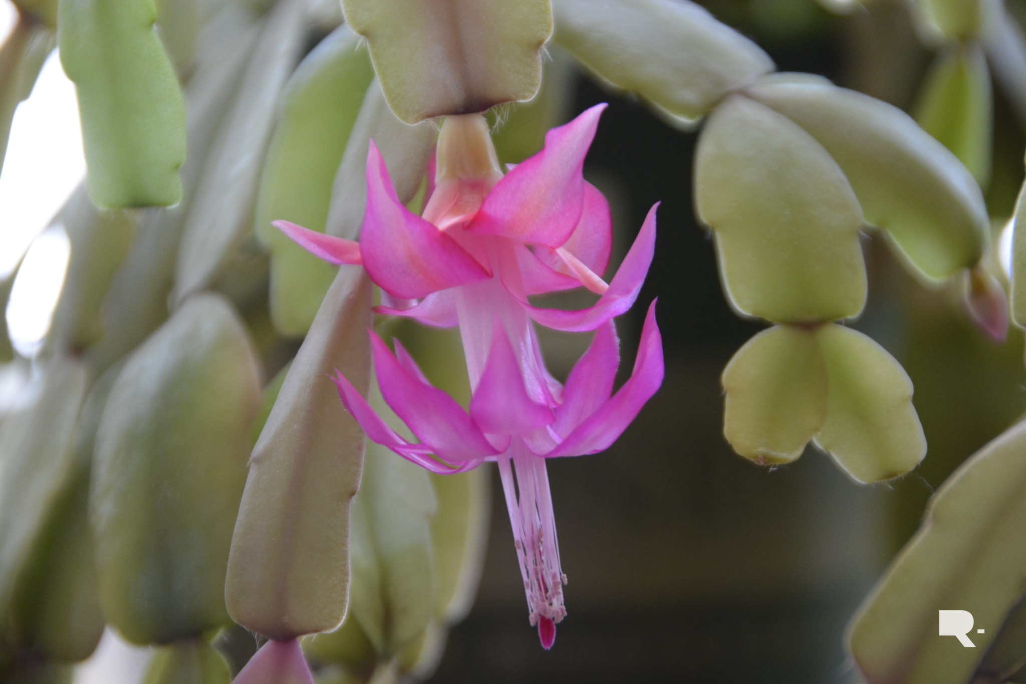 Close-up photograph of a pink flowering cactus